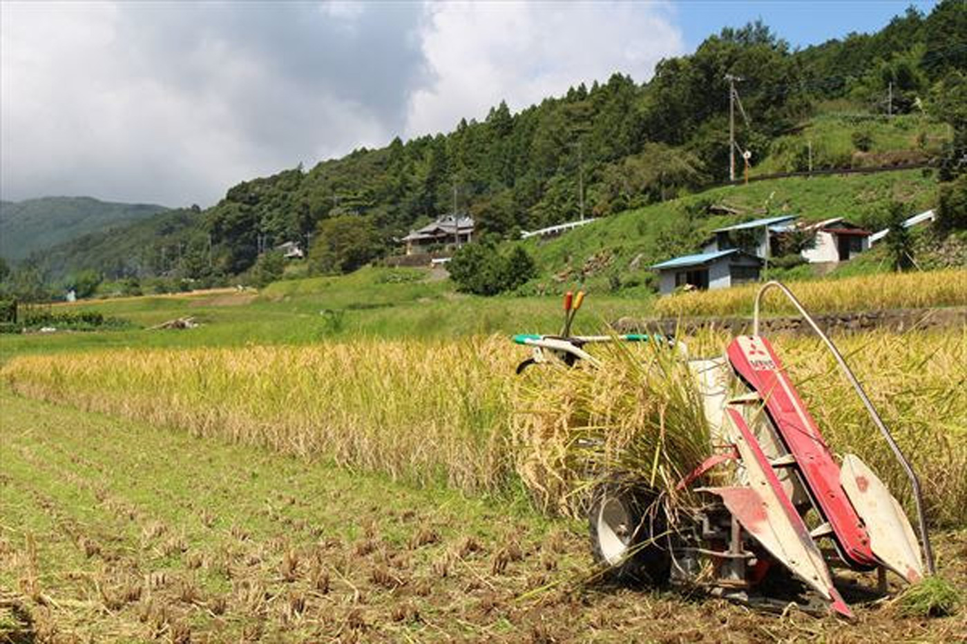 修善寺温泉 特別栽培米 桂流こしひかり 収穫