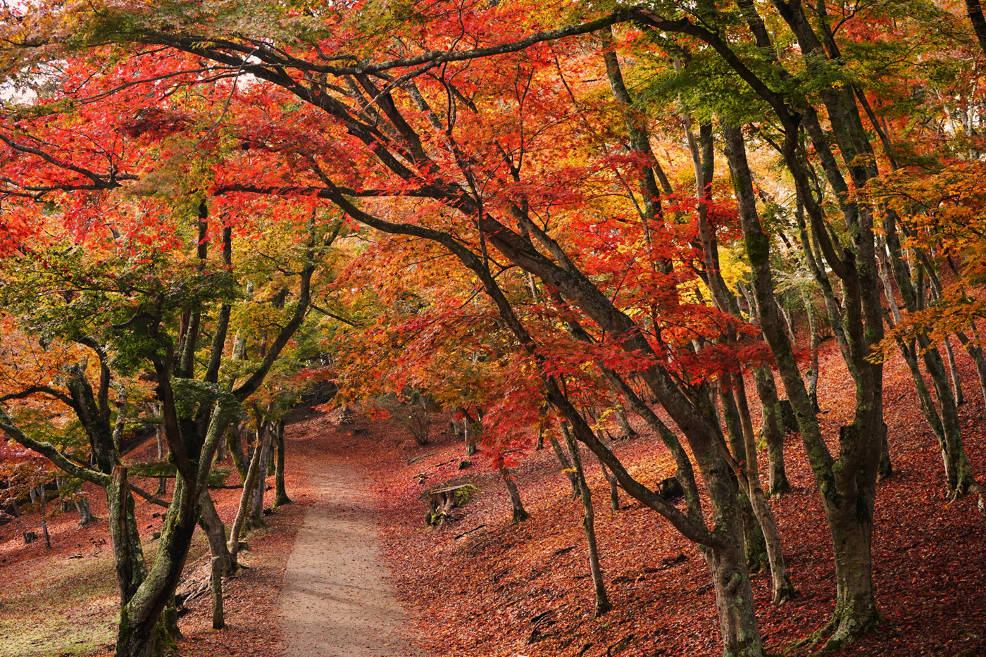 修善寺もみじ林