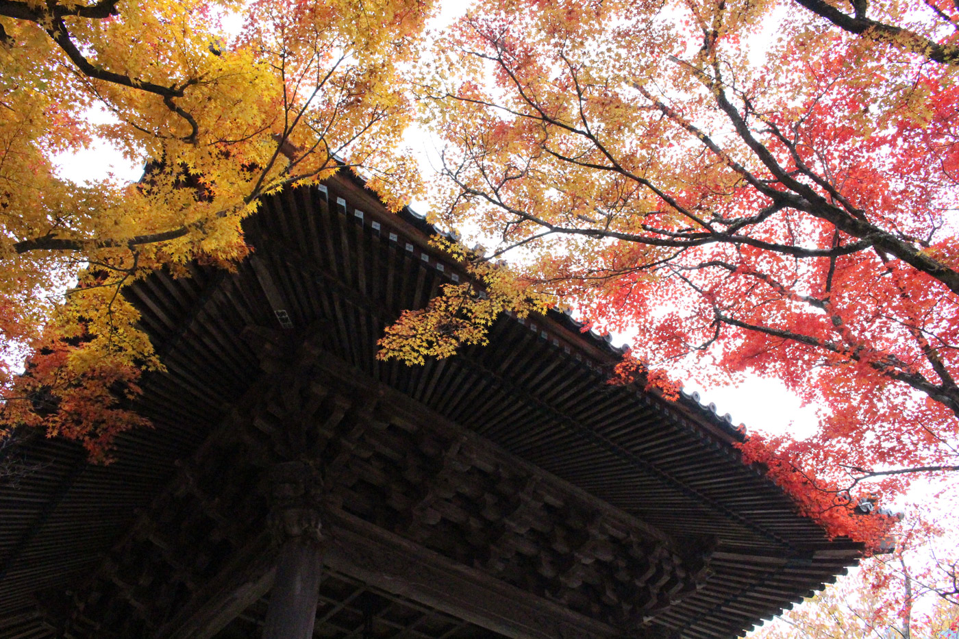 修禅寺 紅葉 鐘撞堂