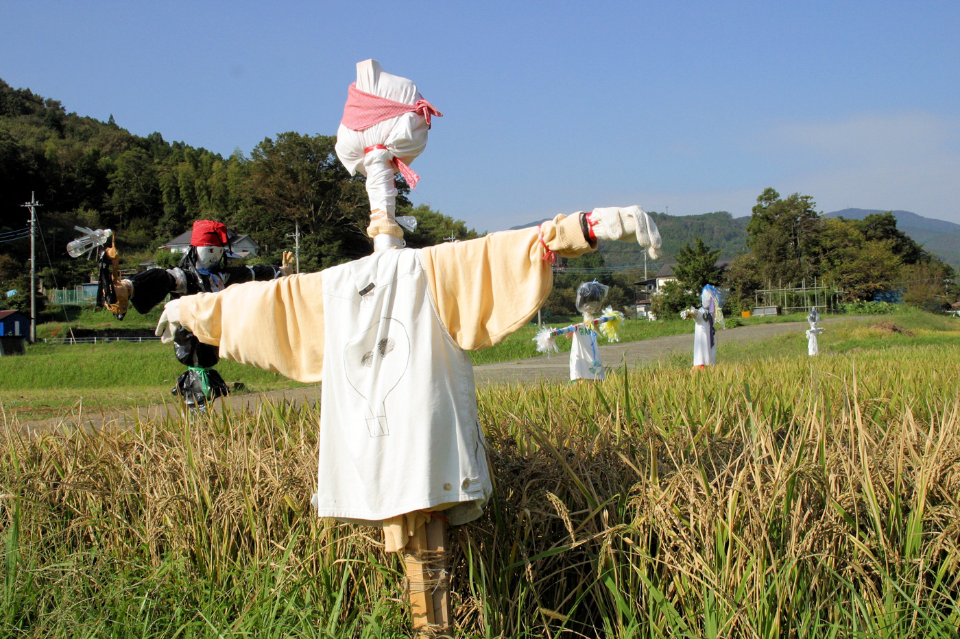 修善寺温泉　特別栽培米　桂流こしひかりの生育を地元の子供達が作ったかかしが見守ります