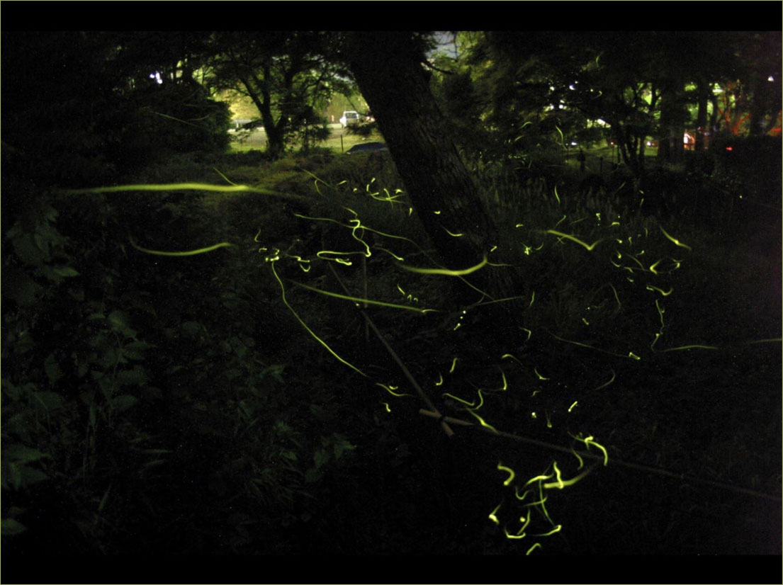 修善寺温泉　赤蛙公園のホタル