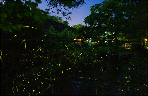 修善寺温泉　赤蛙公園のホタル