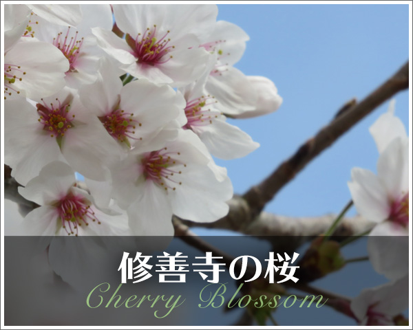 修善寺の桜