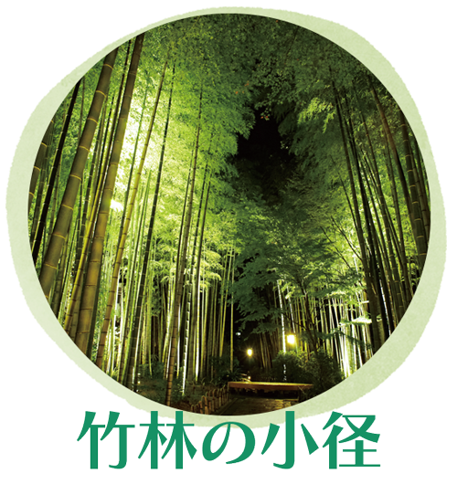 修善寺温泉　匠の灯り径　竹林の小径