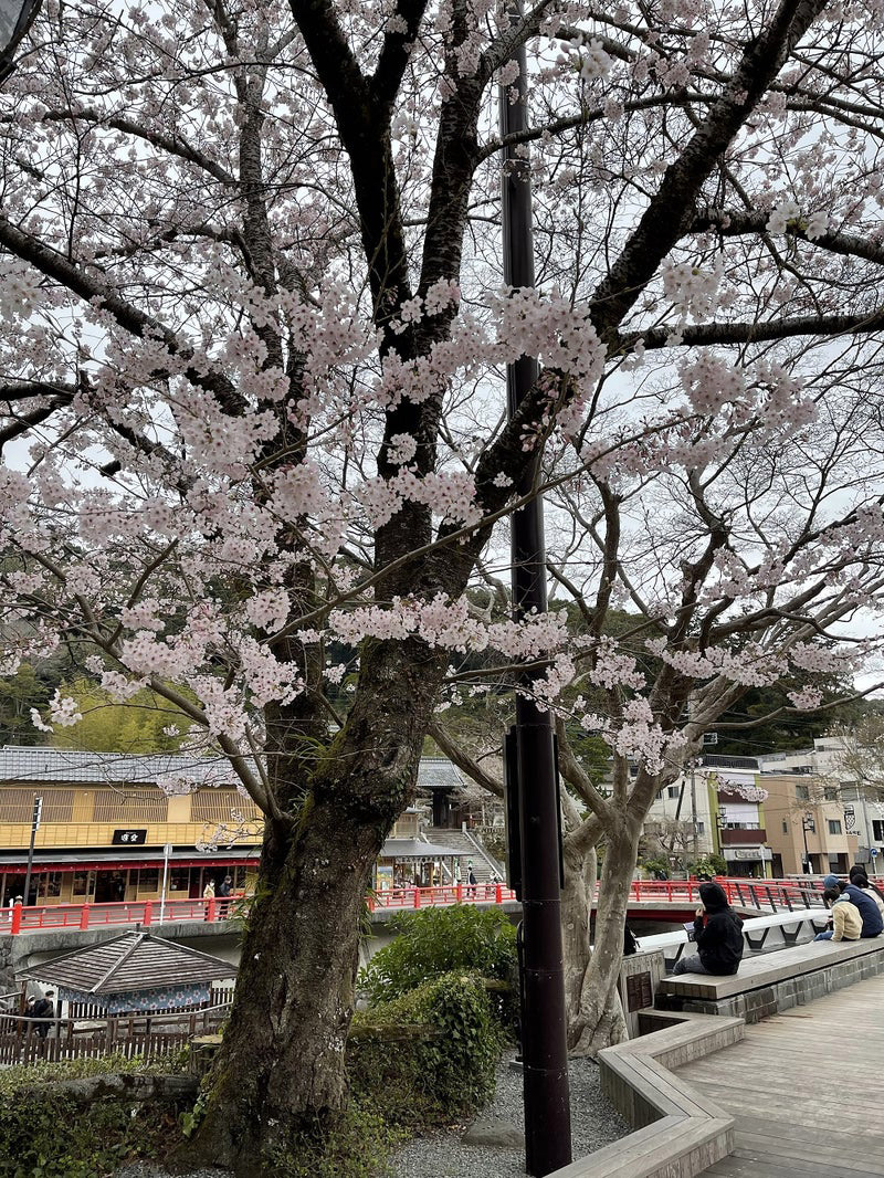 修善寺温泉　足湯　リバーサイド杉の湯　桜